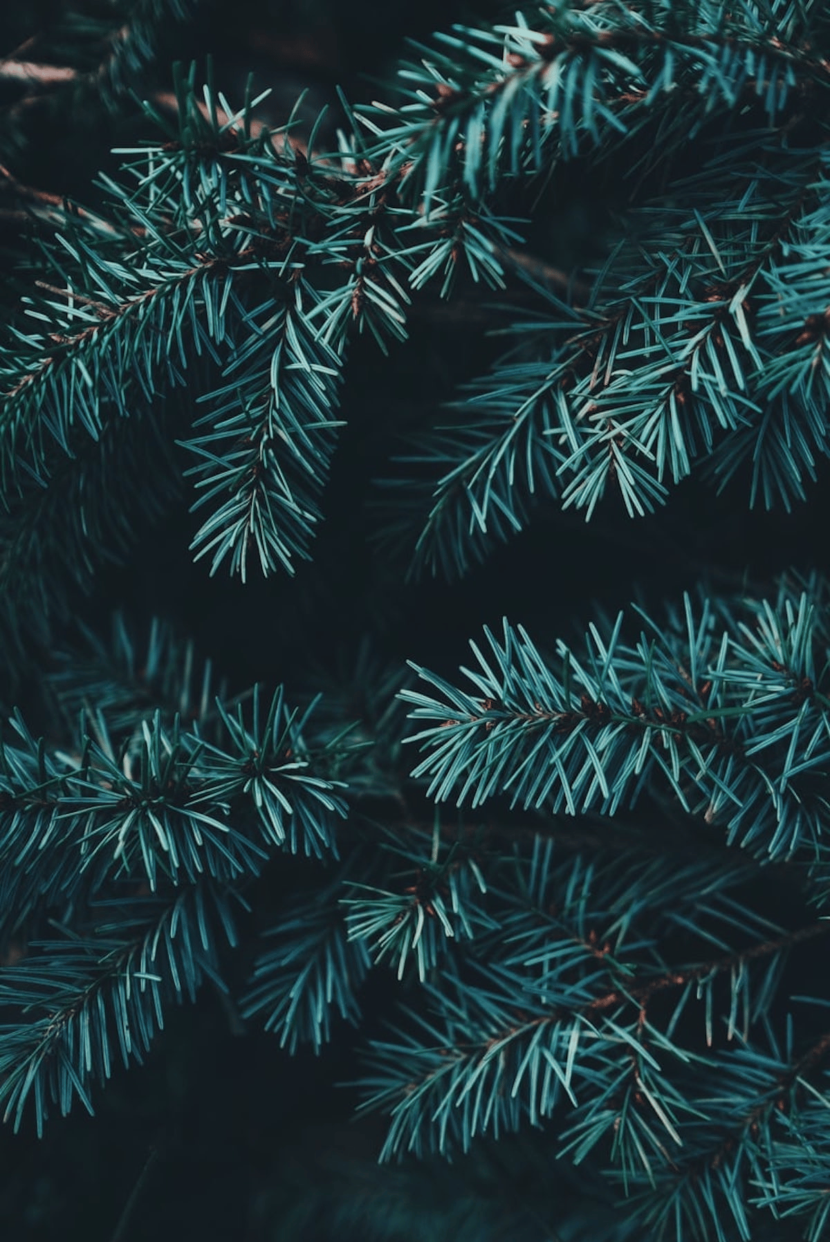 épine de sapin de noël vert naturel fête bleu