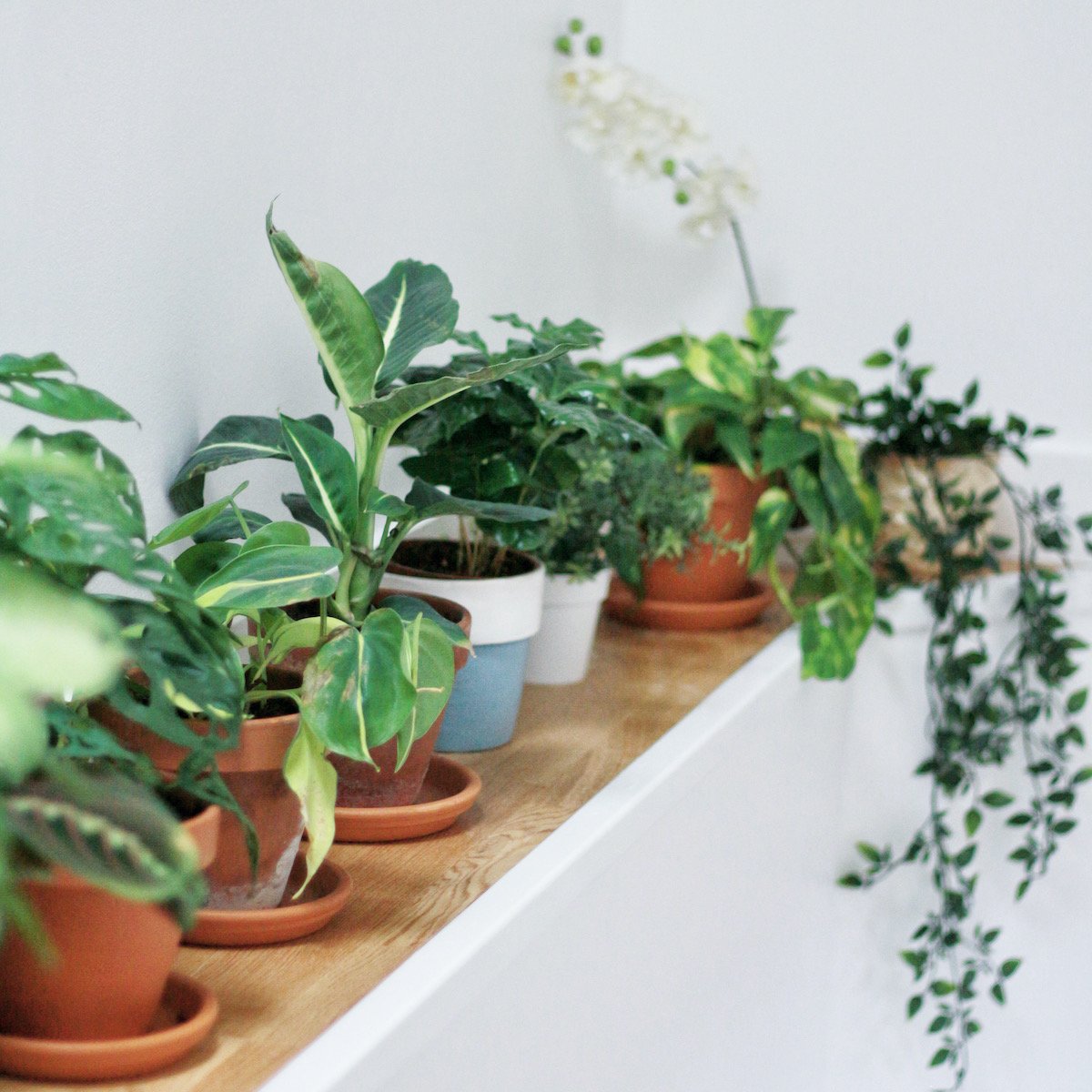 pots plantes vertes plantes grimpantes blog déco