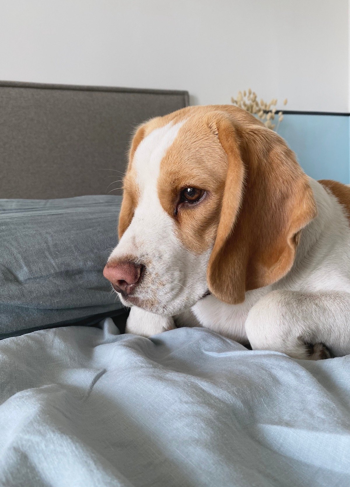 chien beagle 1 an lemon dort lit drap lin - clem around the corner