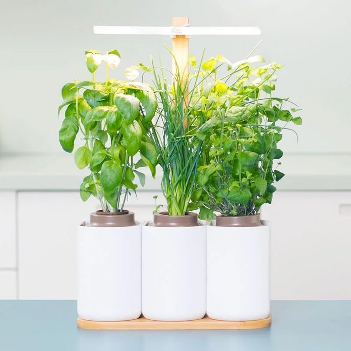 lilo jardin potager cuisine menthe basilic