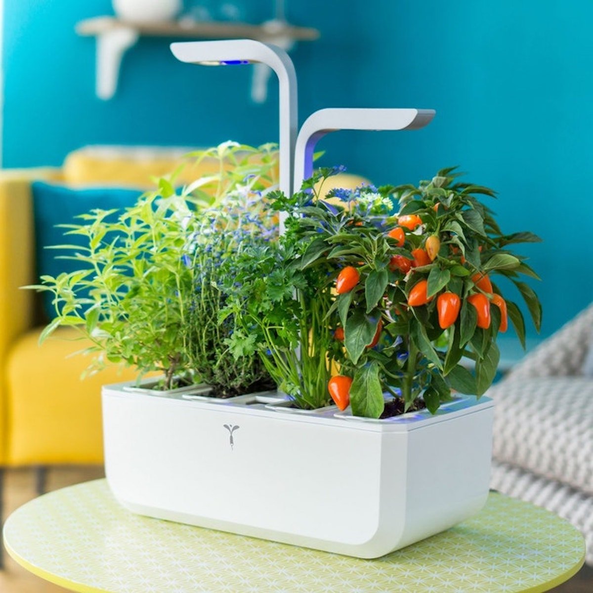 potager intérieur tomate aromate cuisine - blog déco - clematc