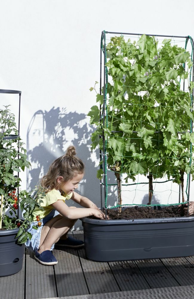 potager ville terrasse balcon plantation tomate cerise conseil astuce pot jardinière