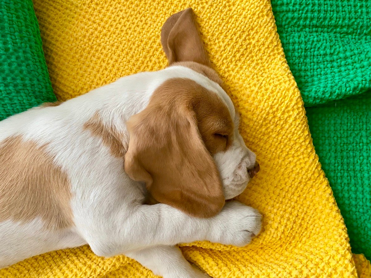 chiot beagle lemon Maxcecan sieste heure plaid nid abeille