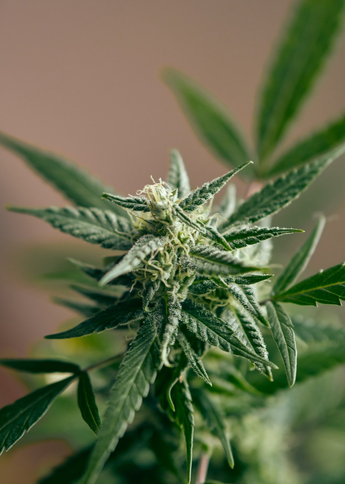 plante verte chanvre Québec blog déco