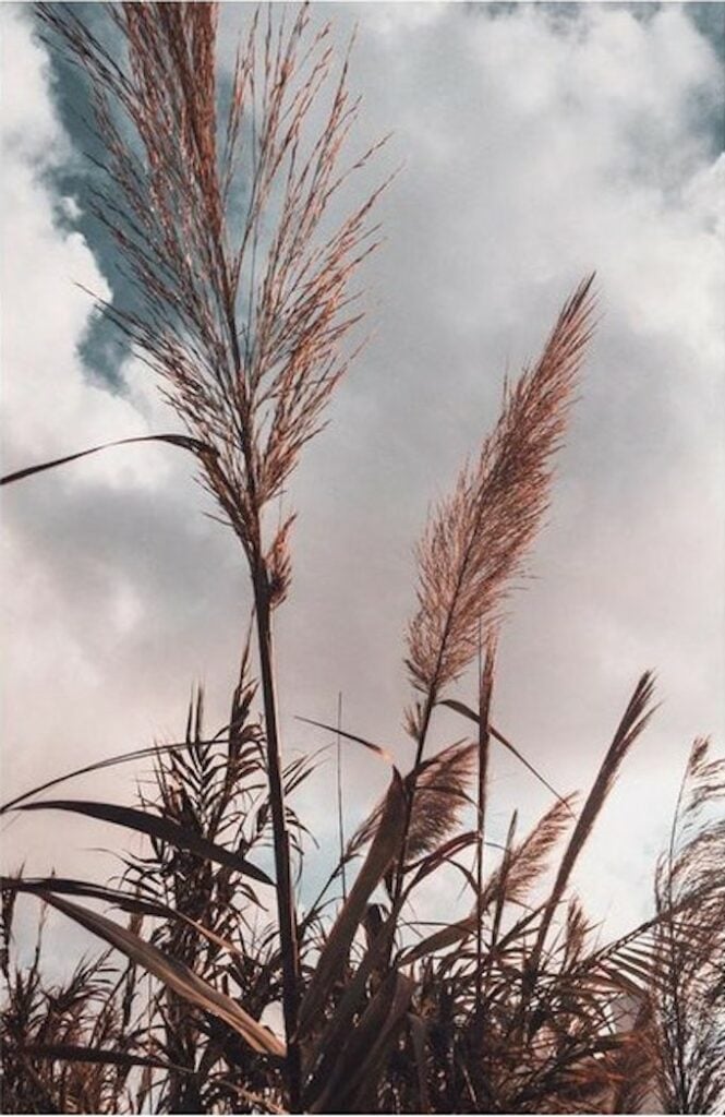 affiche champ herbe haute rose rouge noir