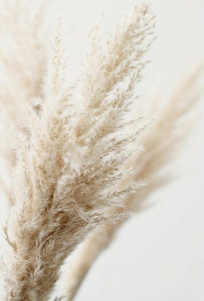 herbe de la pampa affiche végétale décoration