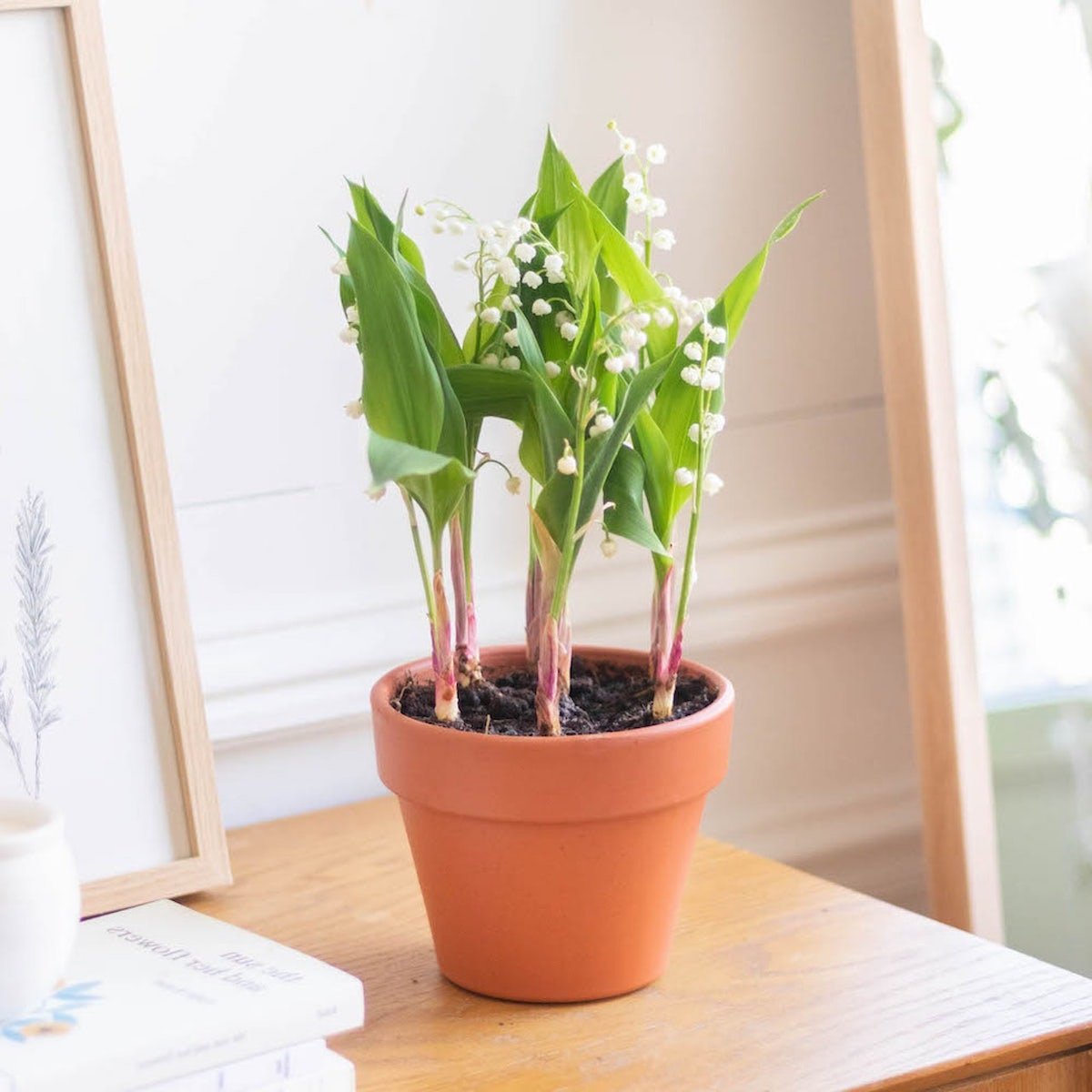 bien choisir plante fleurs bouquet à offrir fête des mères