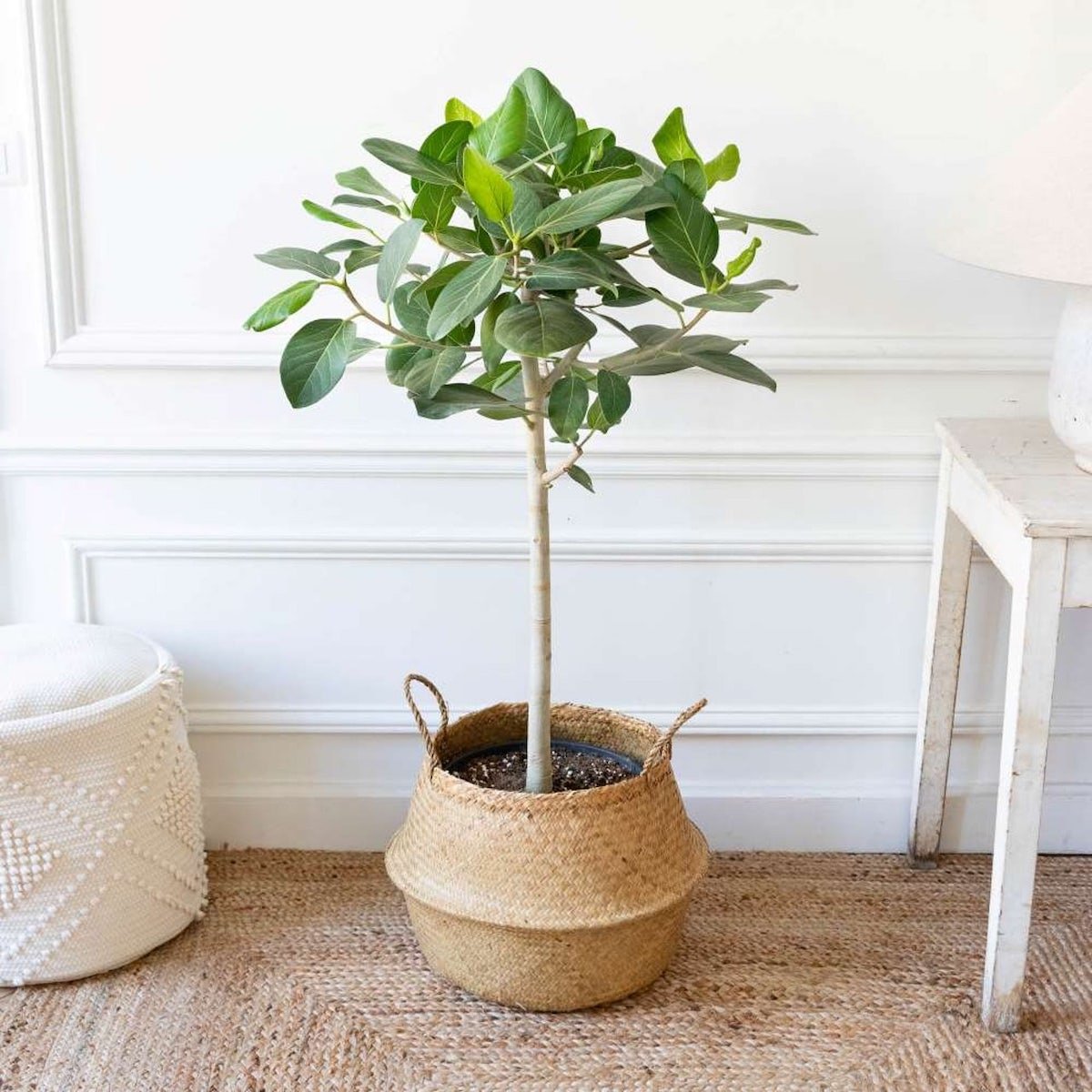 idée cadeau naissance original choisir plante fleur à offrir