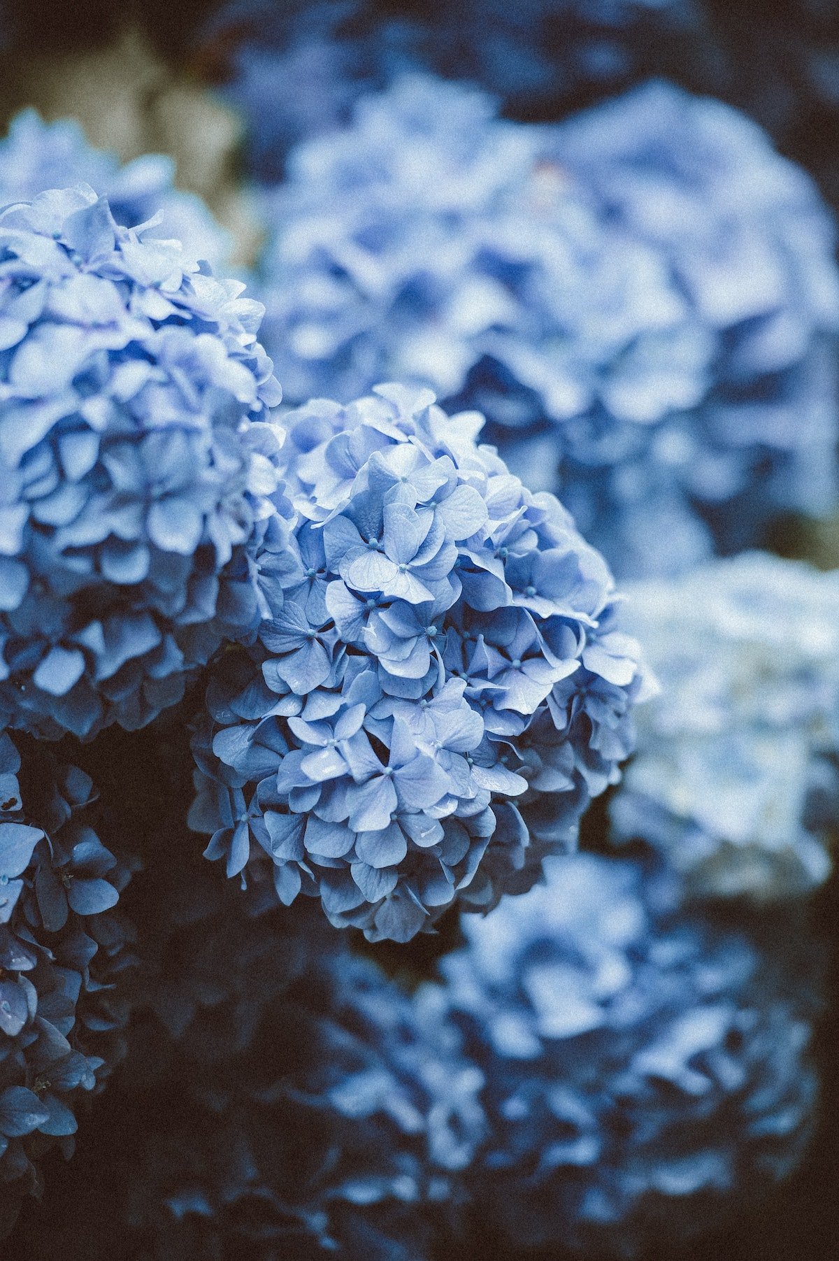 comment entretenir faire pousser hortensia bleu gris terrasse