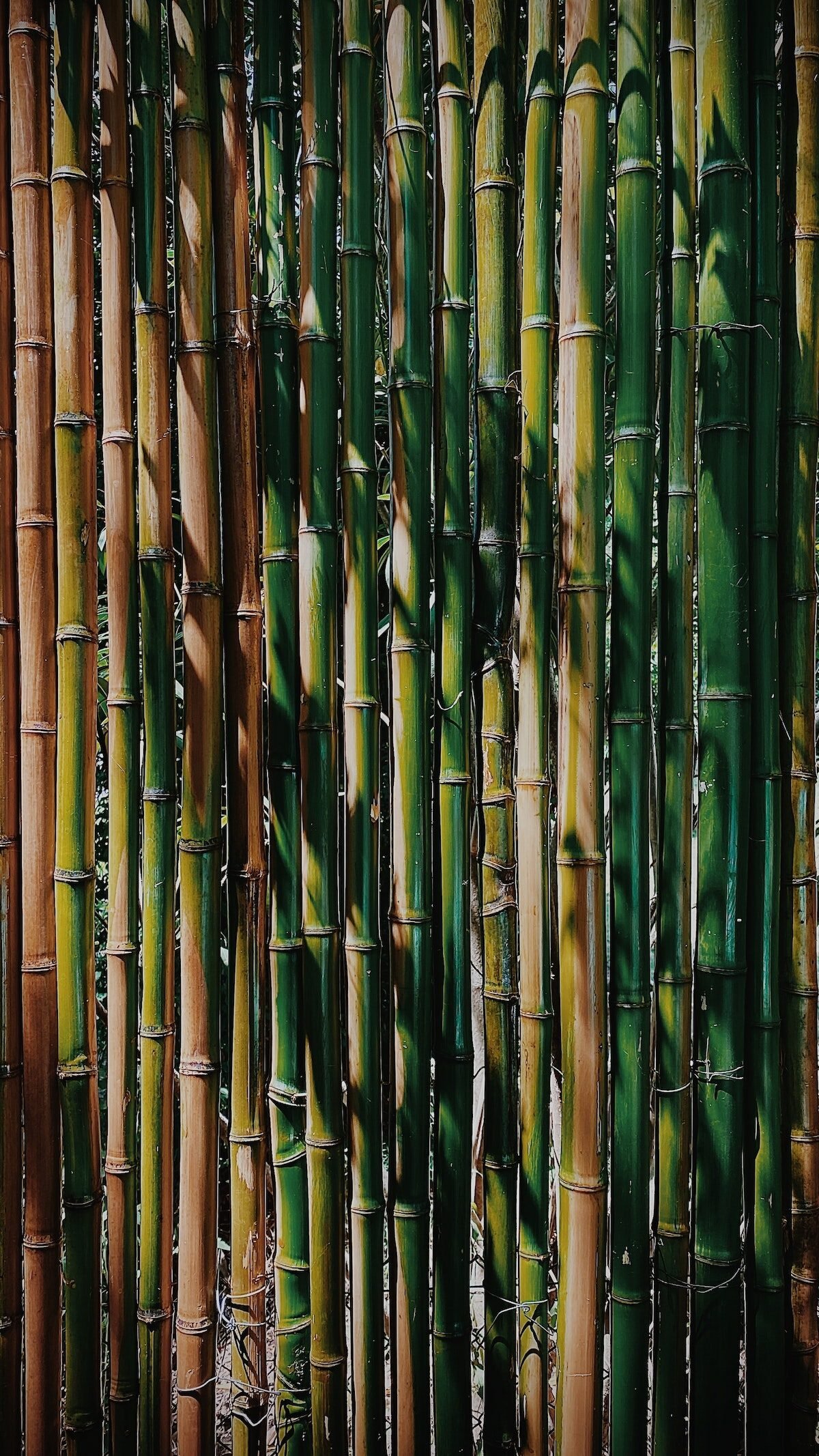 comment faire pousser bambou terrasse jardin