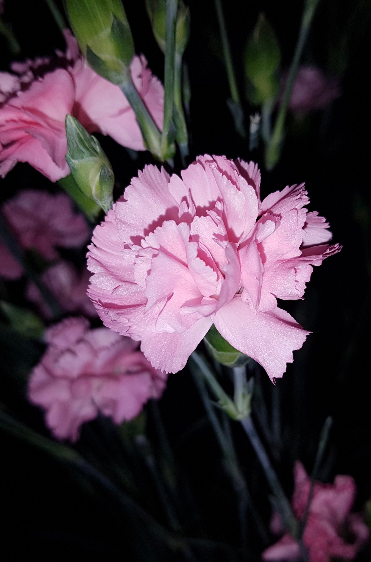 dianthus oeillet français rose conseil plantation entretien