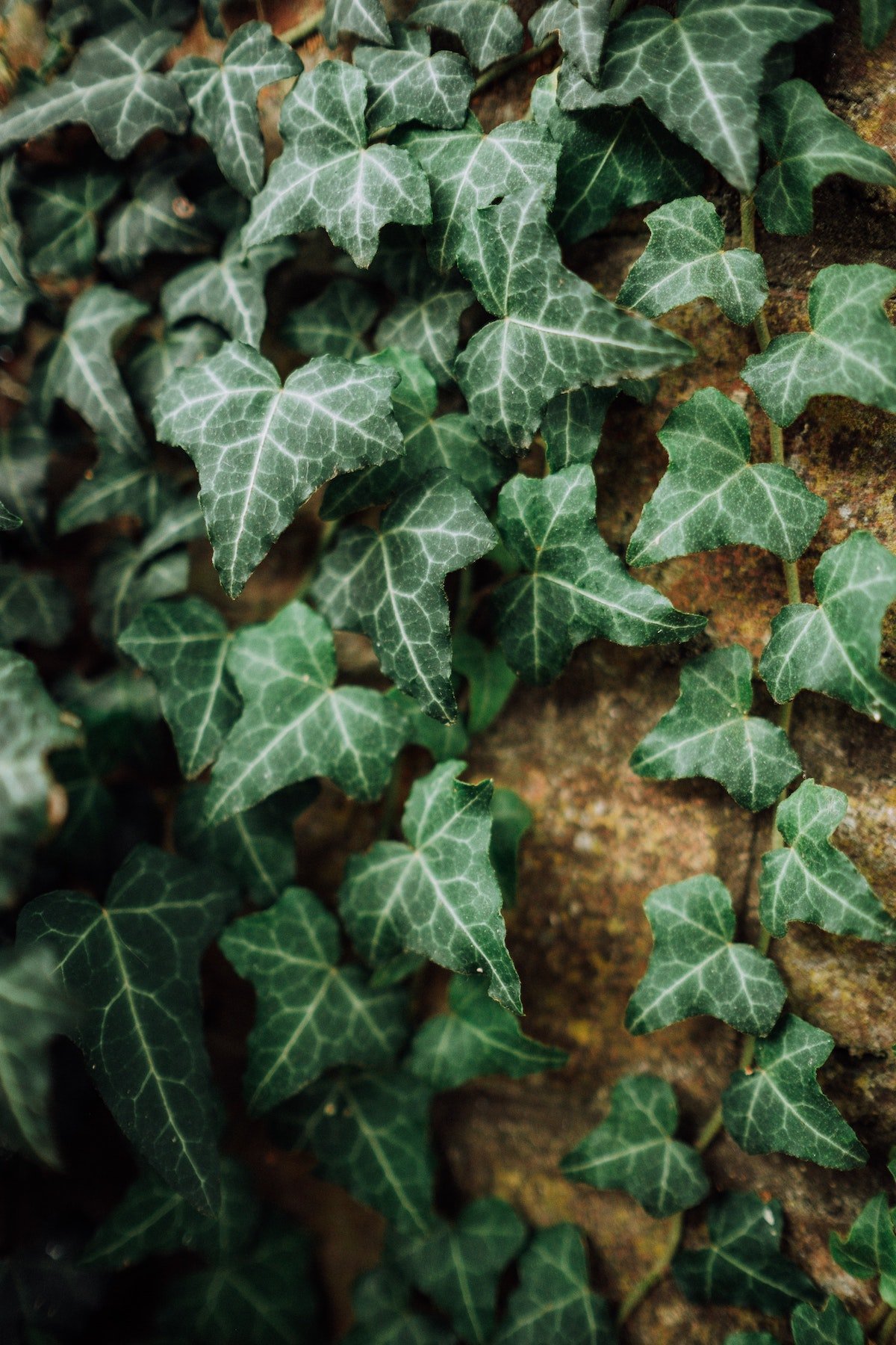 lierre grimpant façade maison plante détoxifiante purifiante