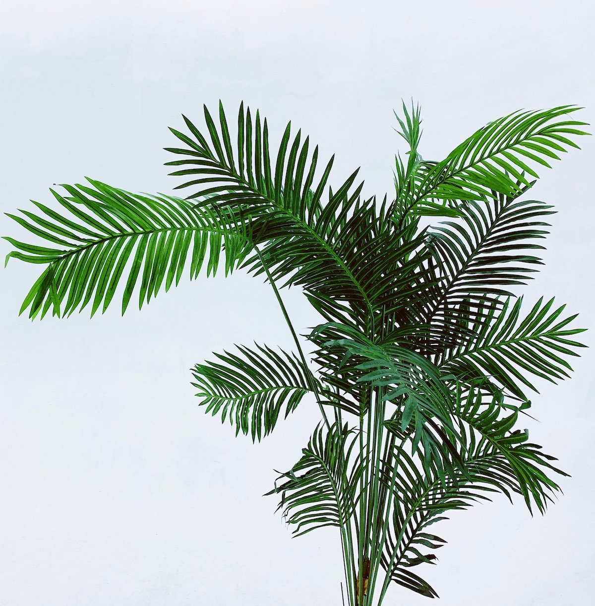 plante balcon ouest palmier vert extérieur - blog déco - clem around the corner