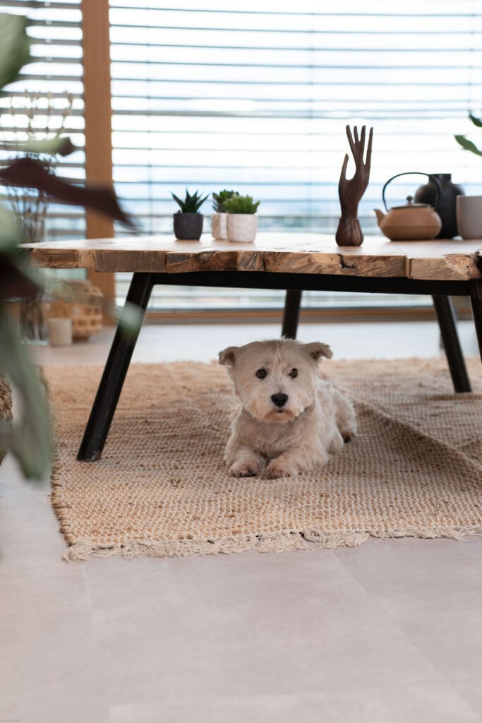 sol résistant rayure griffe chien chat West Highland White terrier Westie