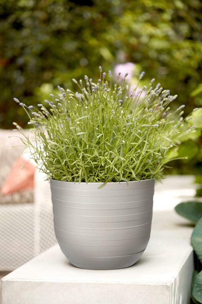 pot plante motif anneau disque circulaire gris