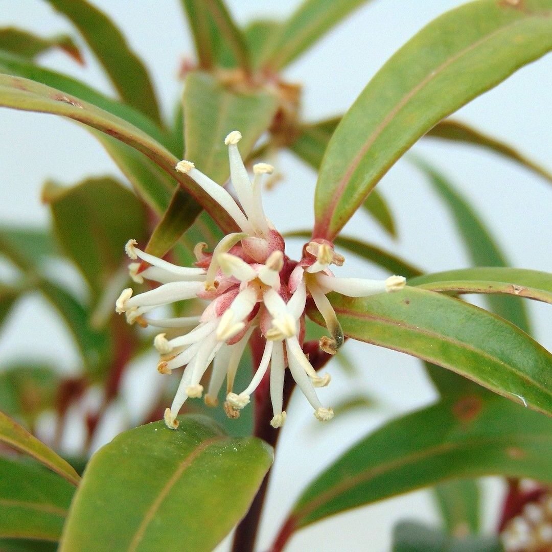 Sarcococca fleurs pétales blanche rose tige verte buisson