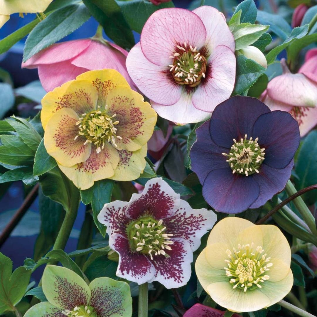 bouquet de fleurs d'hiver jaune noir rose rouge violette