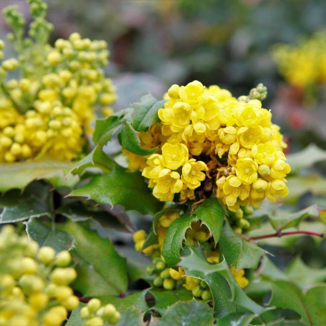 bouquet rond jaune bouton d'or feuille verte forme houx