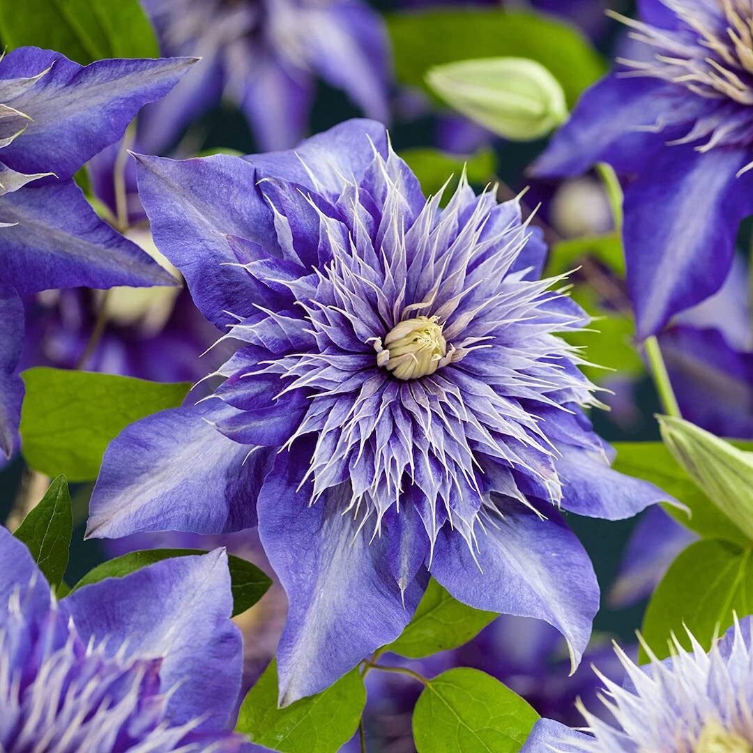 clématite violette fleurs hiver bouquet coloré