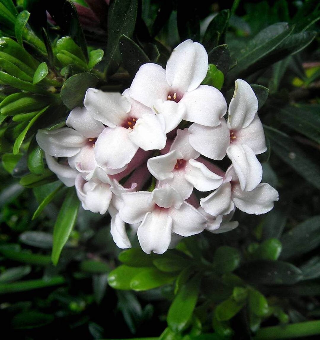 fleurs blanche bouquet lumineux deco jardin hiver