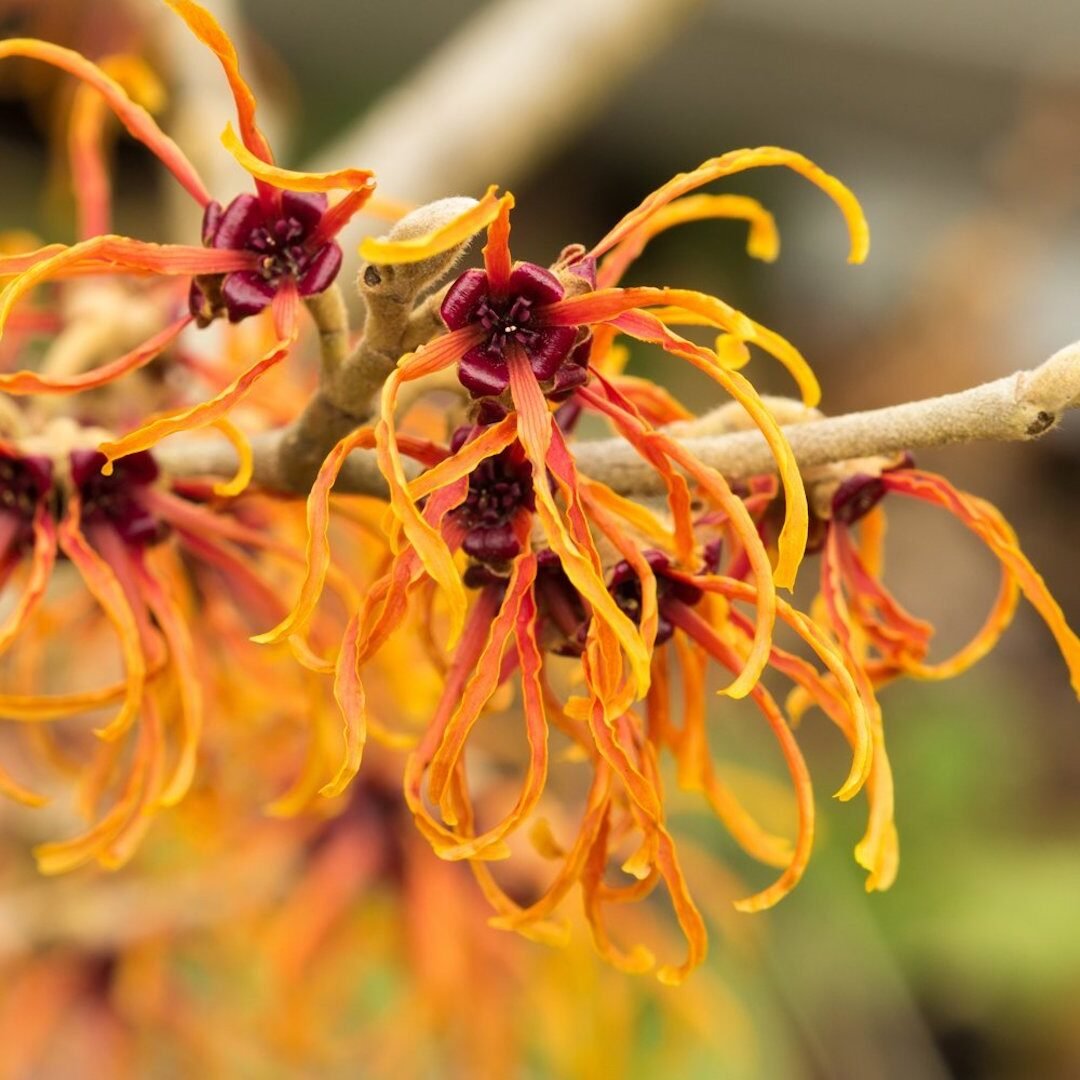 fleurs jaune rouge orange tige longues pétales