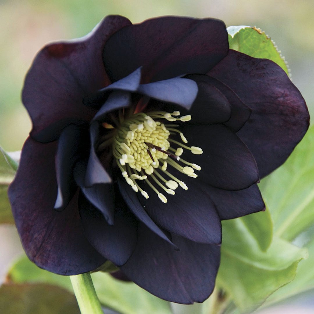 héllébore noire coeur jaune fleurs d'hiver