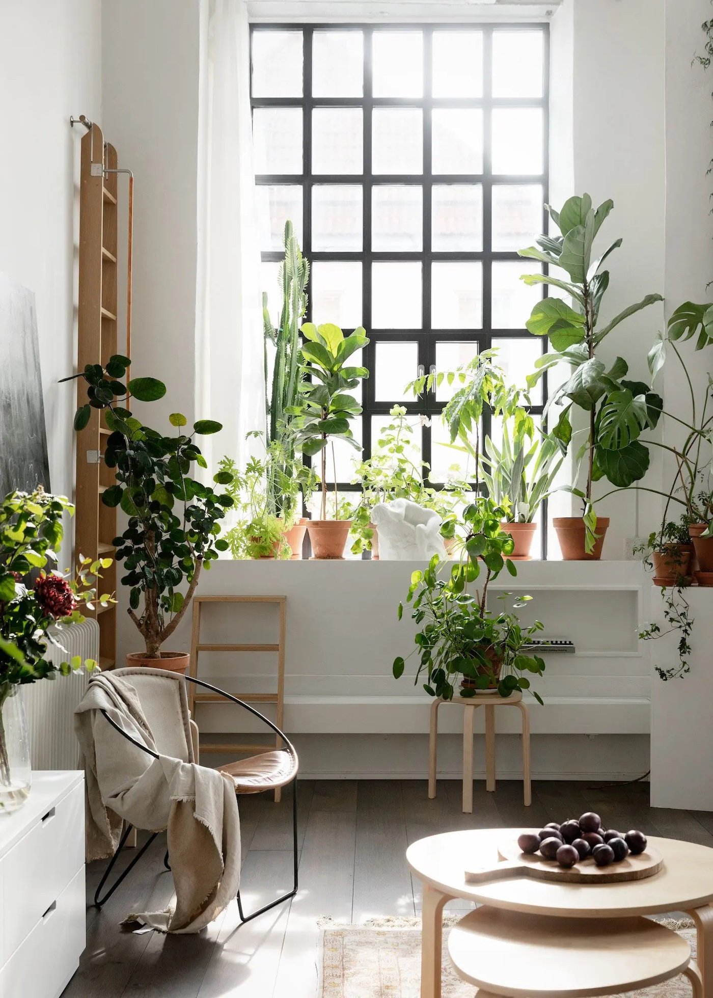 appartement plante verte baie vitree table ronde bois