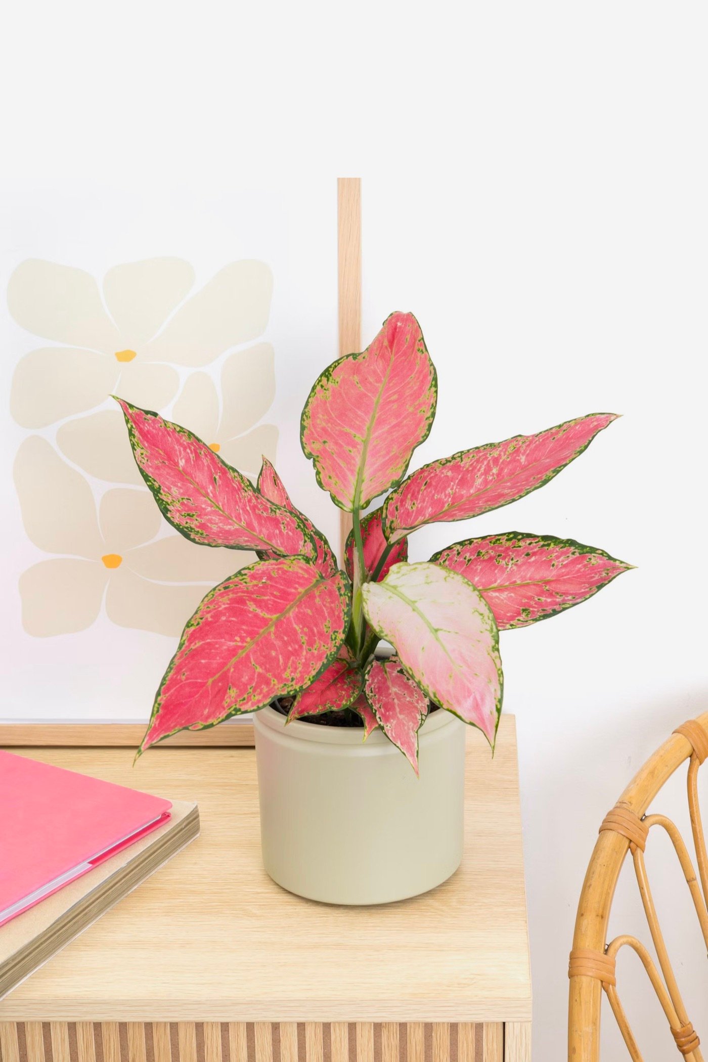 plante intérieure feuille triangle verte rose