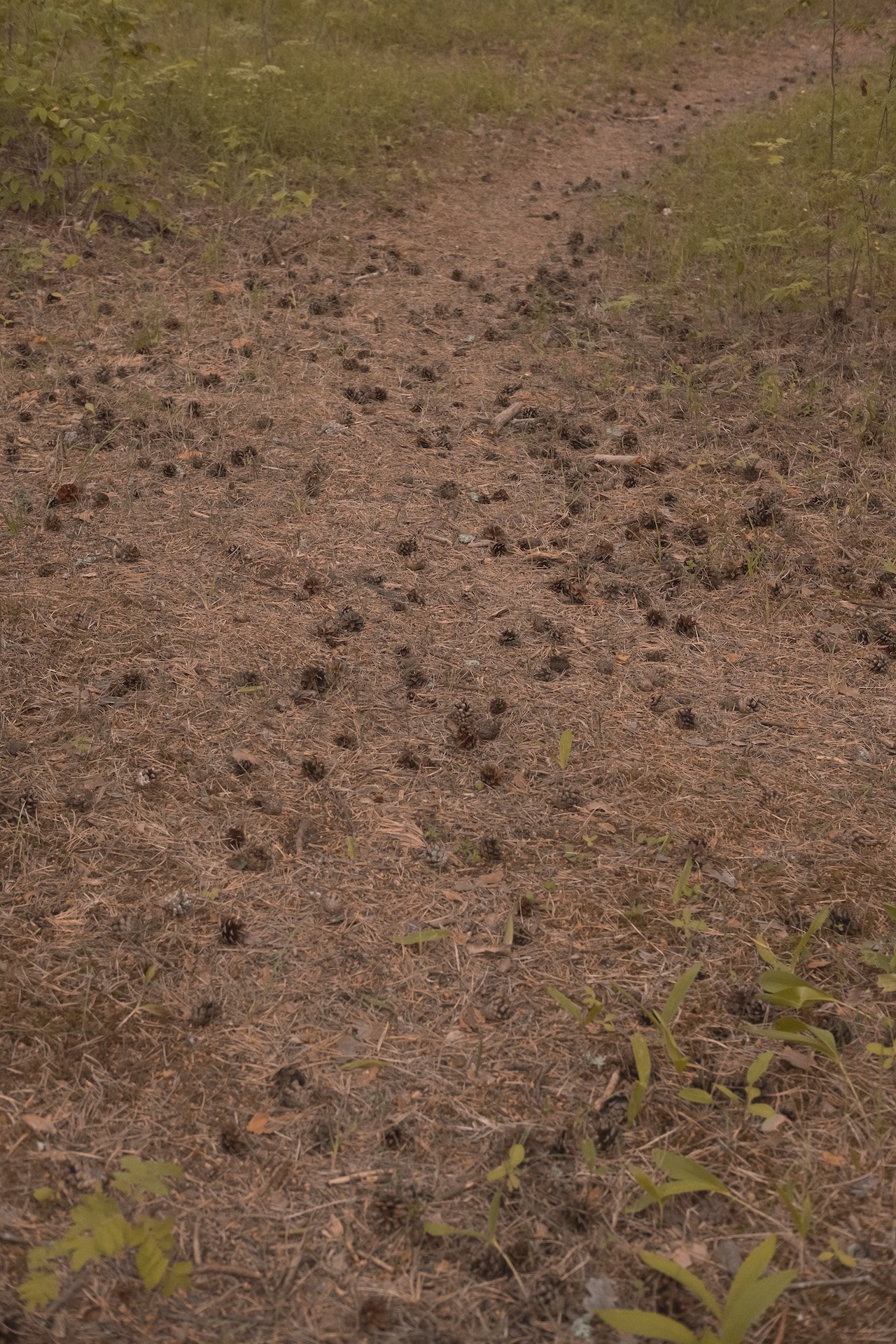 sentier forêt Pirita Tallinn automne pomme de pin