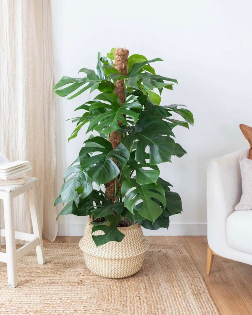 acheter plante intérieur en ligne pas cher