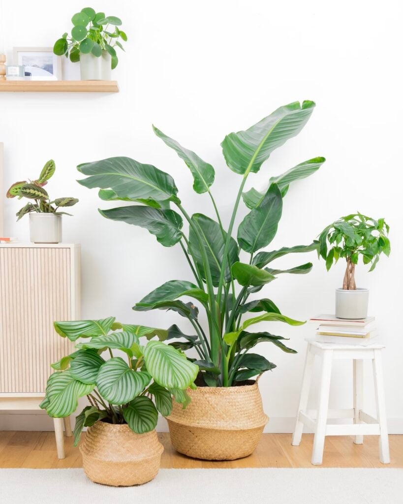 tendance déco 2024 plante intérieure fleur