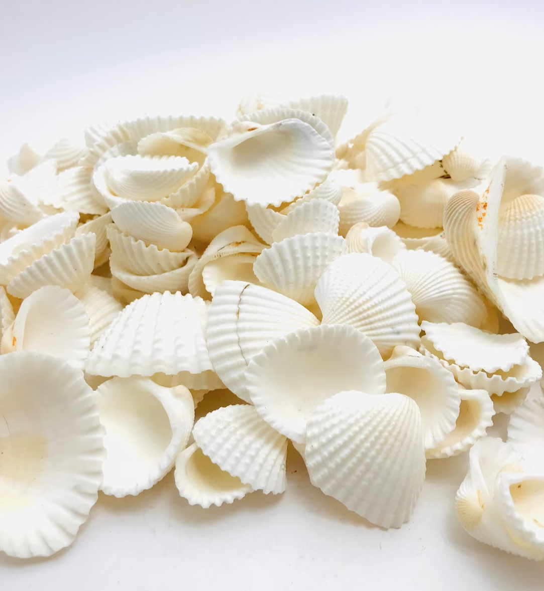 coquillage blanc deco naturelle