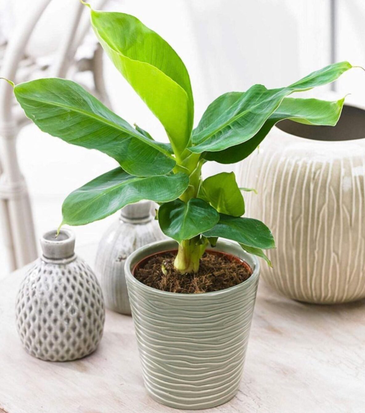 plante exterieure deco nature epure