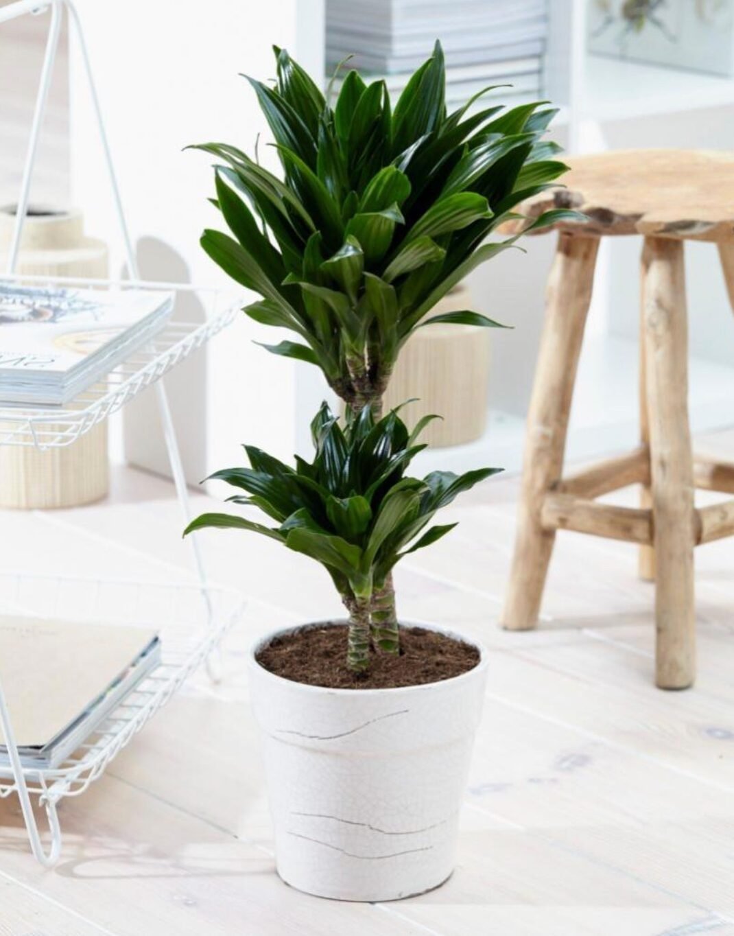plante exterieure deco nature epure simple