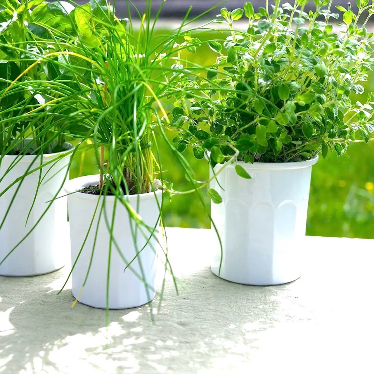 cache pot porcelaine blanche herbes aromatiques