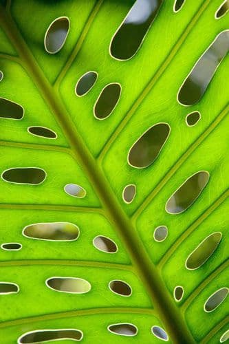 Pantone Vert Greenery la couleur de l’année 2017