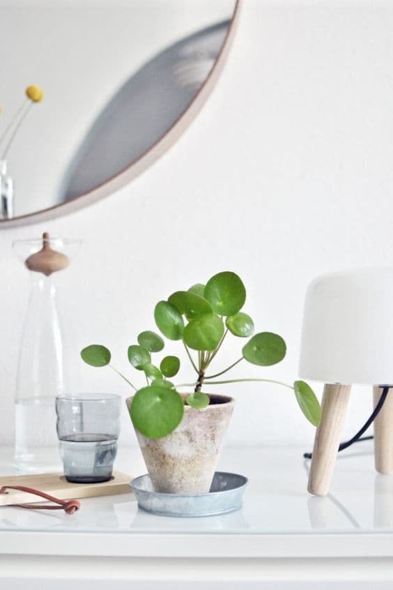 plante missionnaire elephant ear succulente feuille ronde