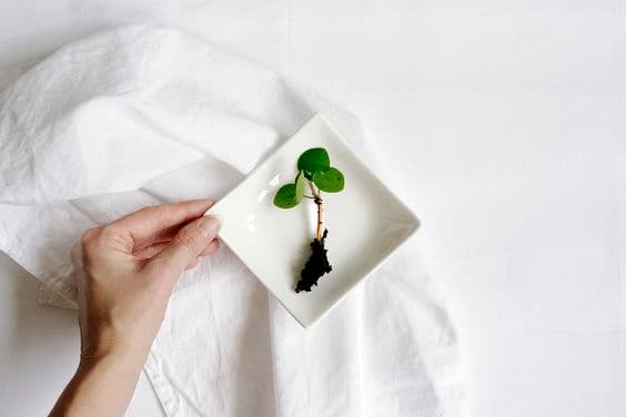 bouture de pilea peperomioides printemps rempotage