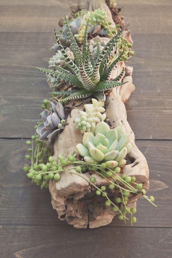 que faire avec un morceau de tronc d'arbre pot de fleurs plantes vertes cactus plantes grasse bois