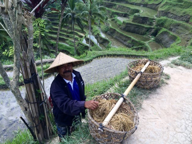 Rizière de Tegalalang à Bali avec paysage tropical