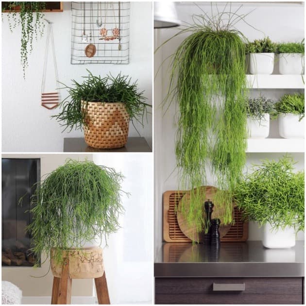 cactus spaghetti deco interieur