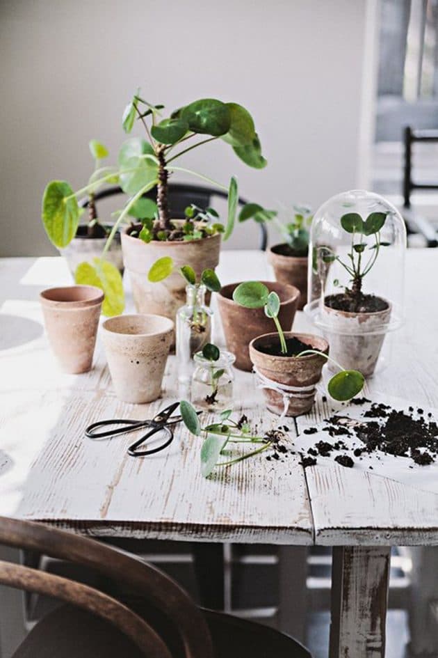 le pilea peperomioides plante missionnaire elephant ear succulente feuille ronde