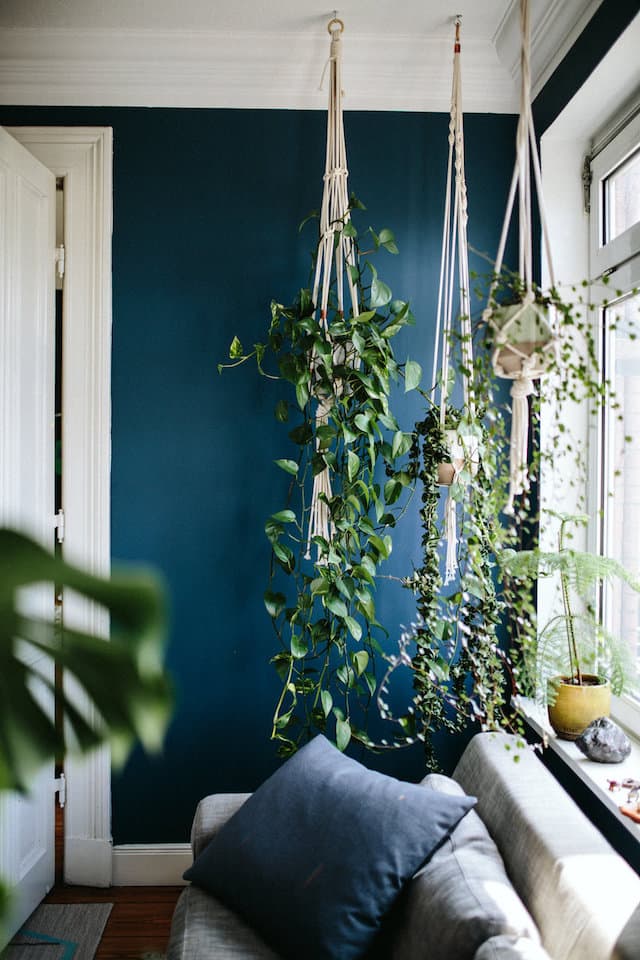 suspension macrame corde pot de plante grasse