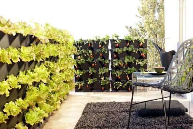 potager sur un petit balcon salade tomate fraise
