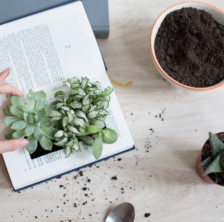 idée déco récup livre plante grasse - blog déco - clem around the corner