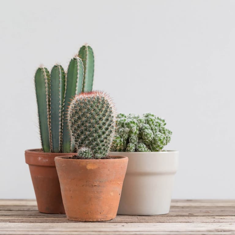 plantes balcon exposition sud cactus en pot - blog déco - clem around the corner