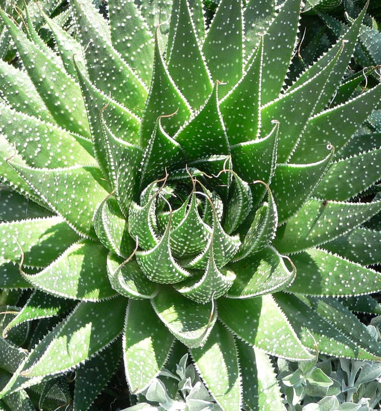plantes balcon exposition sud succulente aloe aristata - blog déco - clem around the corner