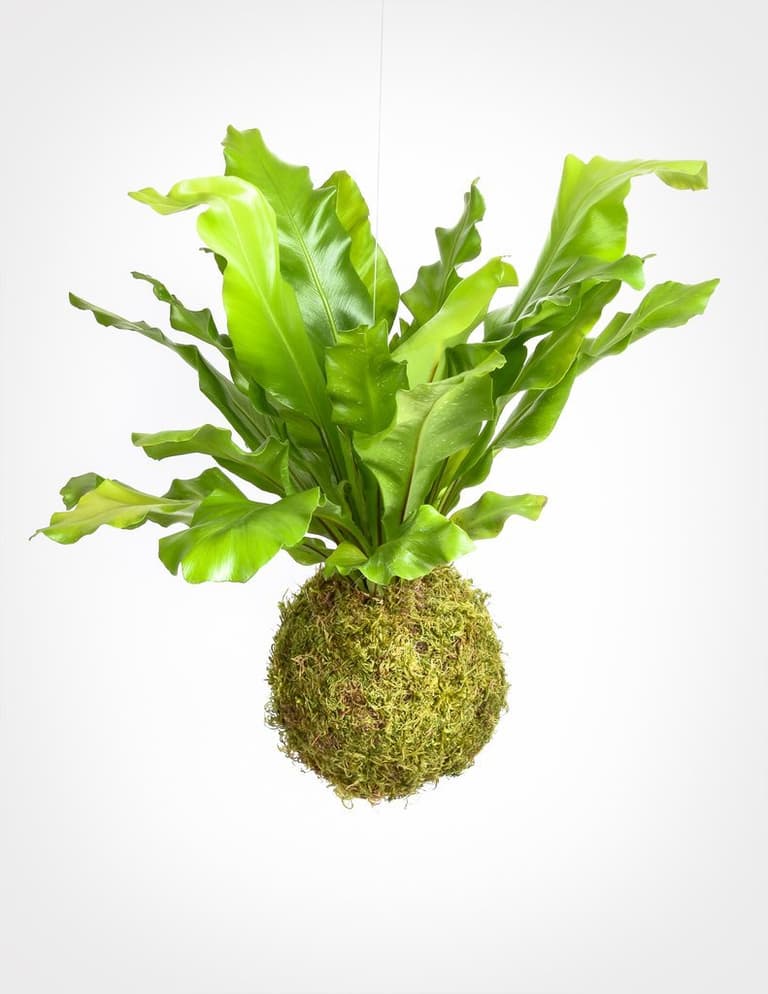 plante verte humide mousse de forêt décoration végétale suspension