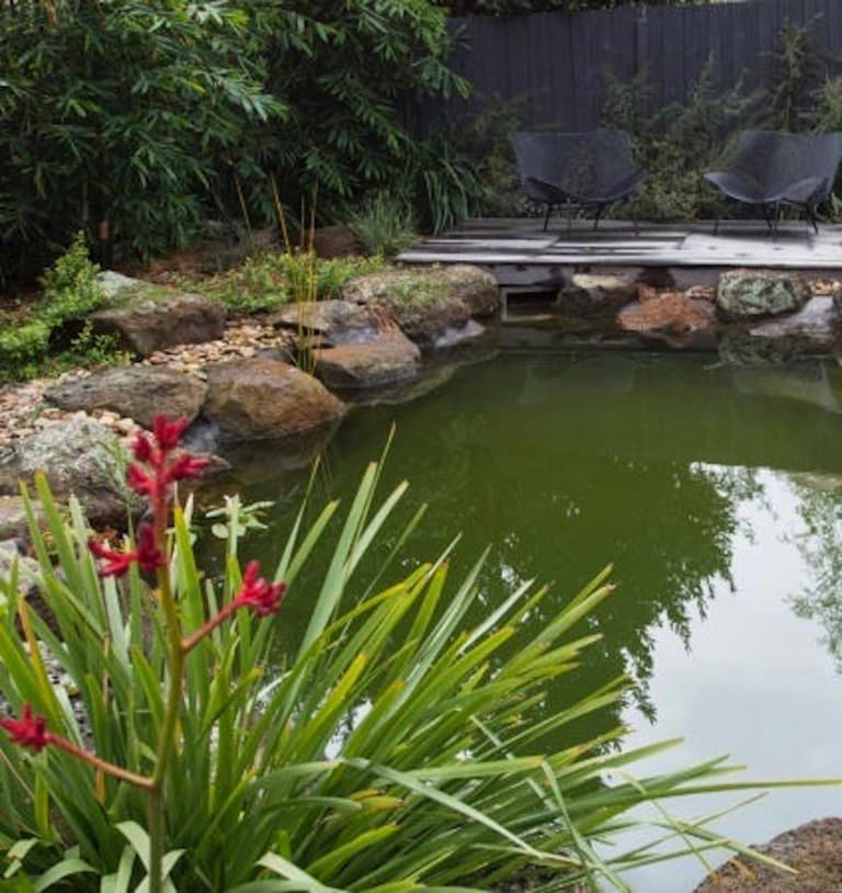 pisicine naturelle se nettoie avec des plantes respectueuses de l eau - blog déco