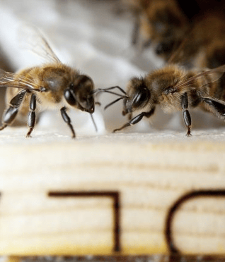Abeilles sur un cadre de ruche, symbole de biodiversité et de développement durable